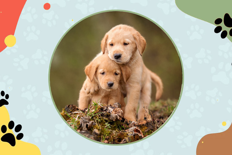 National Puppy Day 2024 Date, Events & Celebration Ideas