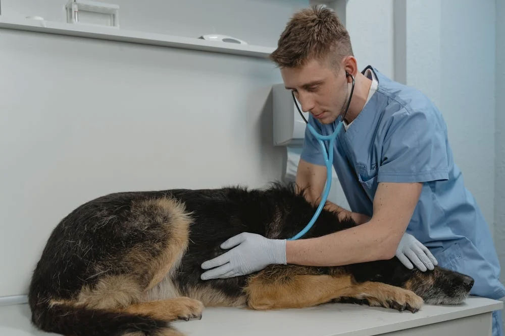 A Veterinarian Checking a Sick Dog Using a Stethoscope
