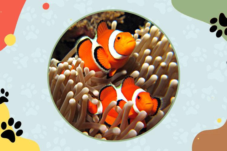 Most Popular Types of Clownfish (With Pictures)